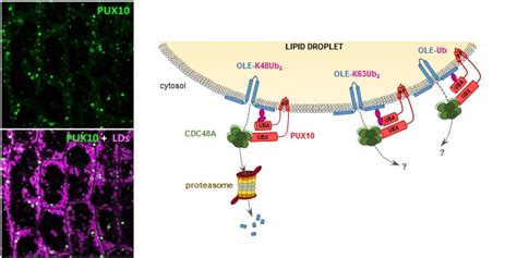 Gatekeepers of Storage Lipids in Seeds: The Switch-Off Mechanism | Plantae