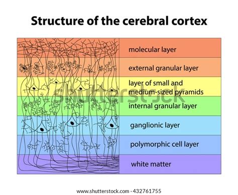 Diagram Cerebral Cortex Layer Diagram Mydiagram Online