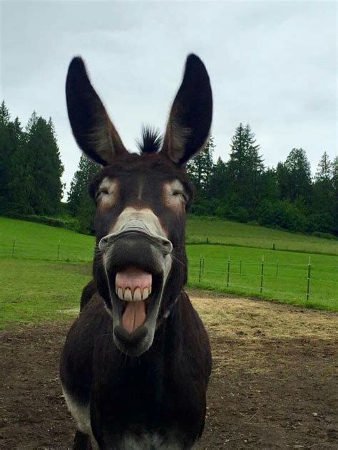 Donkey Smiling Animals Happy Animals Cute Donkey