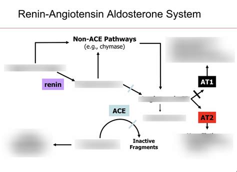 Renin Angiotensin Aldosterone System Diagram Quizlet