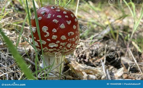 Amanita Muscaria Mosca De Hongo Venenosa Roja Mosca Agaric En El