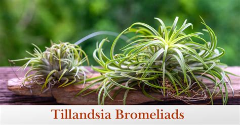 How To Care For Tillandsia Back Gardener