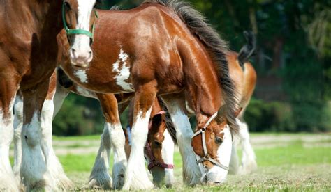 Clydesdale Running