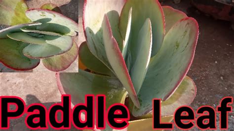 Paddle Leaf Plant Kalanchoe Luice Care And Tips Propagation Youtube