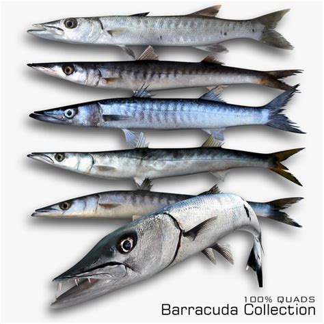 3D Barracuda Collection model - TurboSquid 1811144