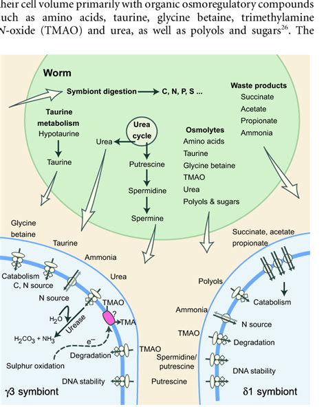 Reconstruction Of Symbiont Host Interactions The Download