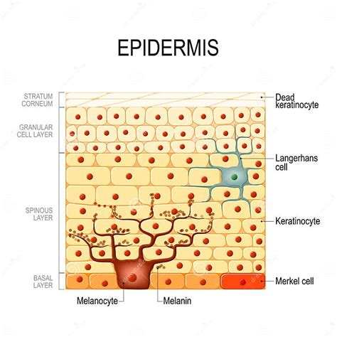 Capas De La Epidermis Clulas Epiteliales Estructura De La Piel De Los Seres Humanos Ilustración