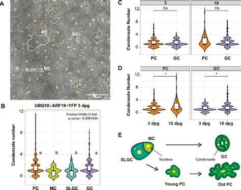 Pdf Arf Condensation In The Arabidopsis Stomatal Lineage Semantic