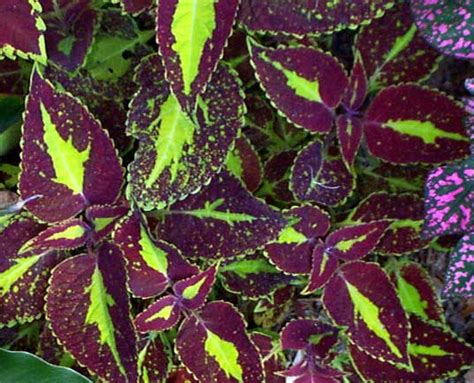 Saturn Coleus Otherplantscoleuscoleushtm