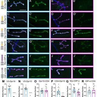 Dpr And DIP Proteins Are GPI Anchored In Vivo A L Tagged Dprs And