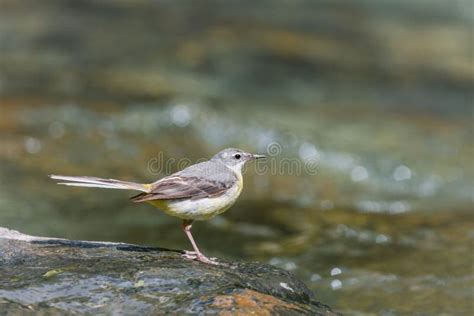 Yellow Wagtail On A Rock In The River Stock Image Image Of
