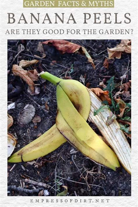 Why Banana Peels Will Not Improve Your Plants Potassium Myth