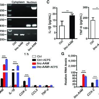 Ectopic Expression Of Linc Aam Promotes Macrophage Activation And The