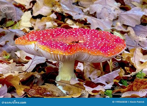 The Iconic Fly Agaric Toadstool In Deciduous Woodland Amanita