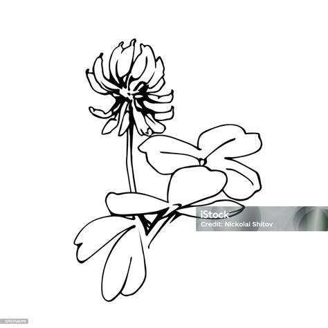 White Clover Flower With Leaves Black Ink Lines Doodle Stock ...