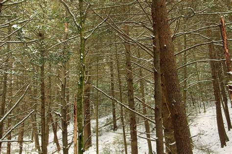 Fotos Gratis Rbol Naturaleza Desierto Rama Nieve Invierno