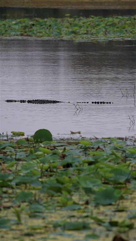 Wildlife Safari Holidays In Sri Lanka Kumana National Park Wildlife