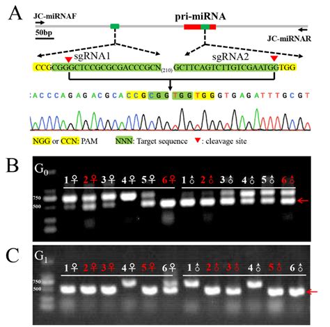 Crisprcas9 Induced Genomic Mutagenesis Schematic Representation Of