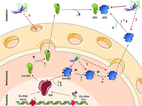 Ribosome Biogenesis And Pre Rrna Processing Pathways In Yeast