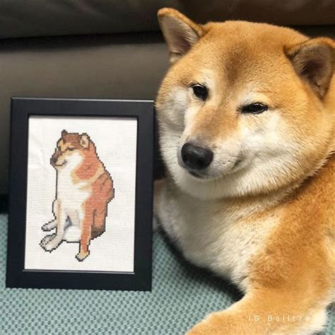 Meet Balltze, The 9-Year-Old Shiba Inu Who Is Behind The Cheems Meme ...