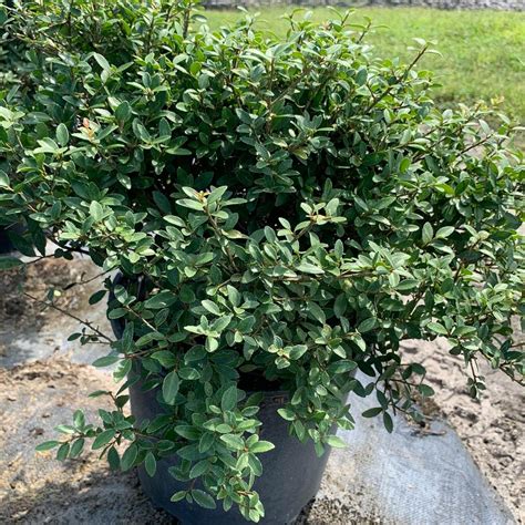 OnlinePlantCenter 3 Gal. Dwarf Yaupon Schillings Holly Evergreen Shrub ...