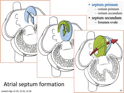 Ppt Cardiovascular Development Powerpoint Presentation Free Download Id 3403463