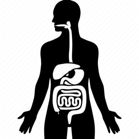 Digestive System Icon