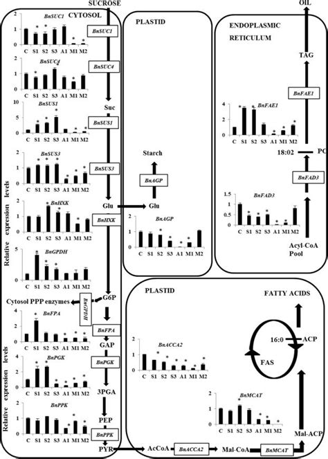 Expression Analysis By Quantitative Q RT PCR Of Genes Involved In The