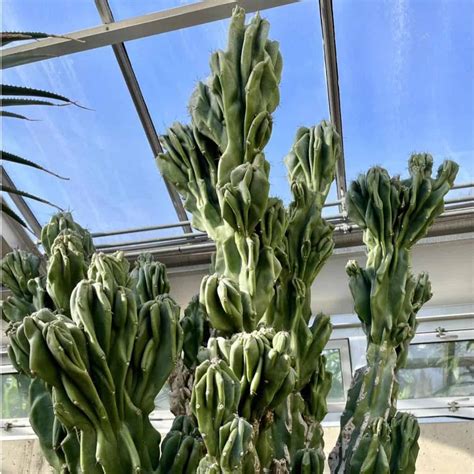 Cereus Peruvianus Monstrose Care