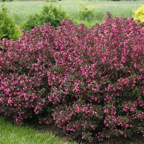 Wine And Roses® Weigela Florida Proven Winners