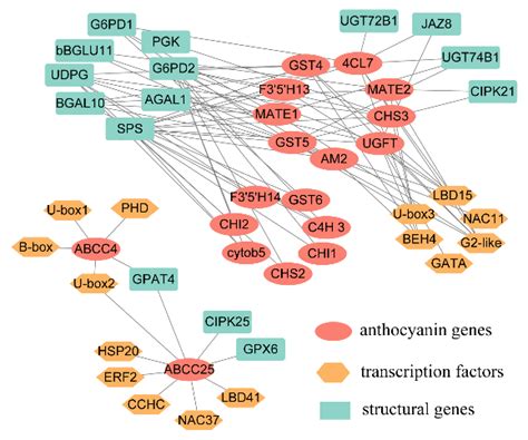 Integrated Co Expression Network Of Anthocyanin Related Genes