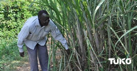Mumias: Youths Go on Rampage after Devki Steel Mills Withdraws Bid to ...