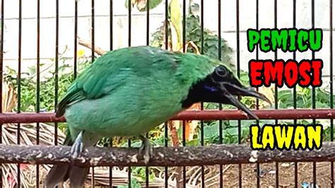 Suara Burung Cucak Ijo Bongkar Isian Pemicu Emosi Lawan Youtube