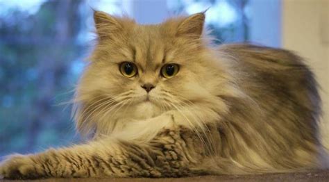 Persian Cat Names: 350 Best Names for Persian Cats | PetPress