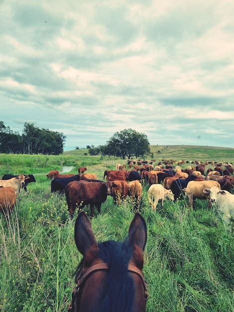 100 Mustering Pictures