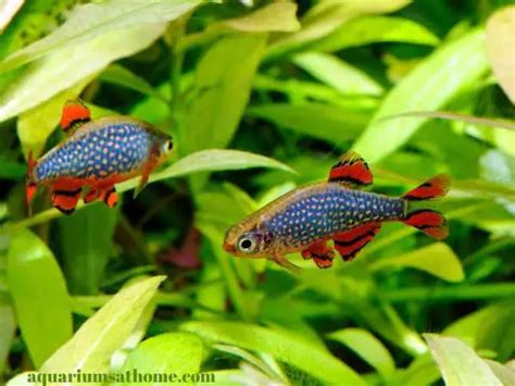 Danio Fish Tank Mates and Compatibility: Creating an Underwater Community