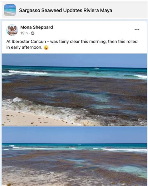 Latest Cancun Area Seaweed Updates Photos Map Forecast Sept 2023