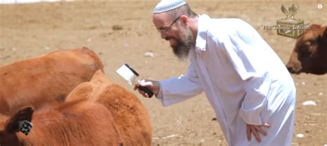 To ready for the final redemption, Israelis take red heifers by the ...