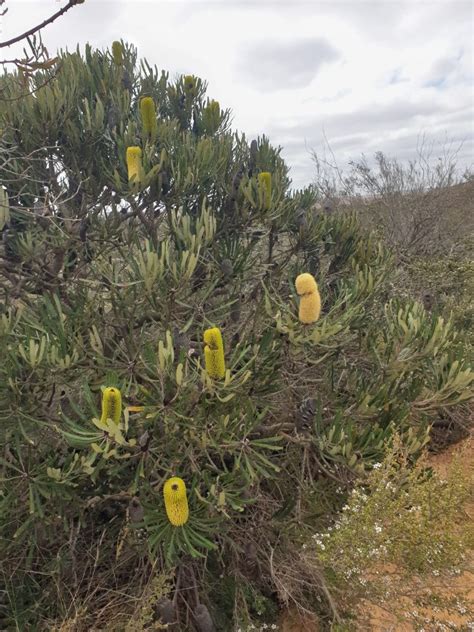 Banksia Attenuata Muchea Tree Farm