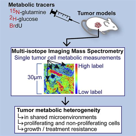 Imaging Mass Spectrometry Reveals Tumor Metabolic Heterogeneity Iscience