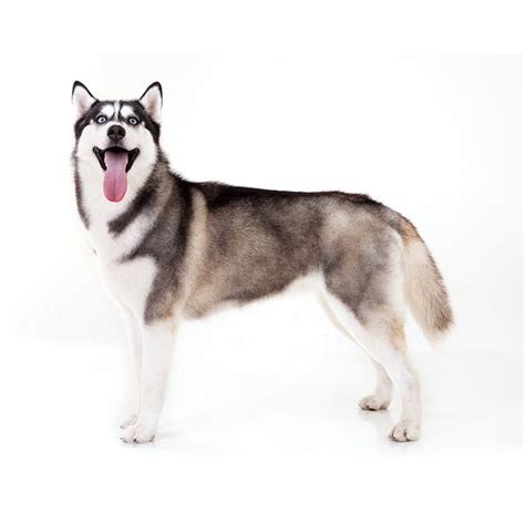 Siberian Husky Breed Information And Insights Basepaws