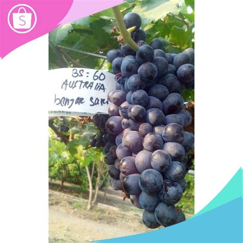 Jual Assri Bibit Tanaman Anggur Maroo Seedless Jestro Ag60 Grafting