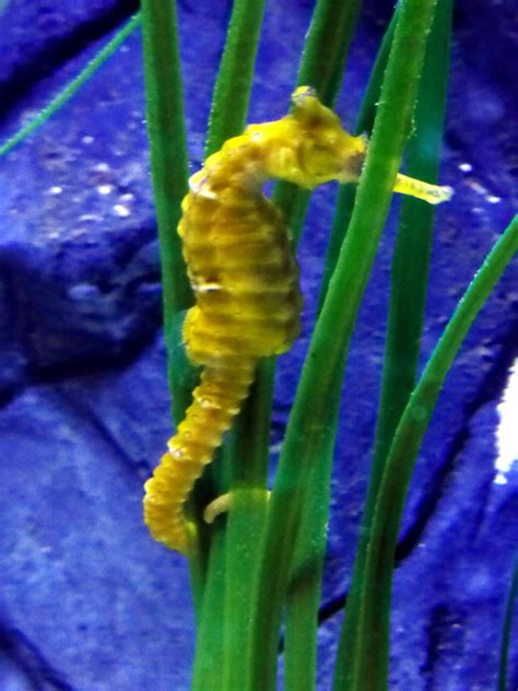 Tiger Tail Seahorse | The Parody Wiki | Fandom