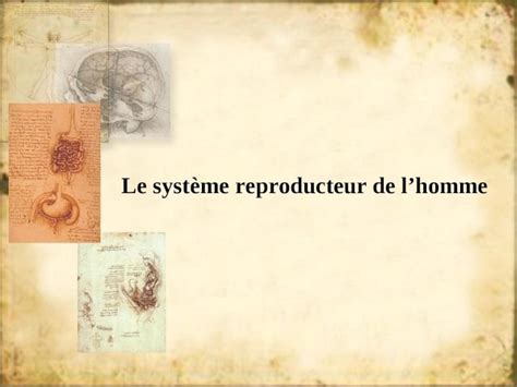 Ppt Le Syst Me Reproducteur De Lhomme Anatomie Et Physiologie