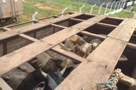 Secretaria da Fazenda Sefa apreende 38 cabeças de gado em Dom Eliseu