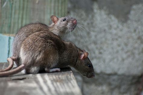 How To Deal With Rat Droppings In Your Attic Insulation Critter