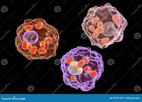 Leishmania Amastigotes Infected Macrophages Stock Illustration