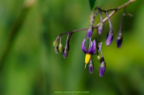 Free Images Nature Grass Branch Blossom Meadow Leaf Flower