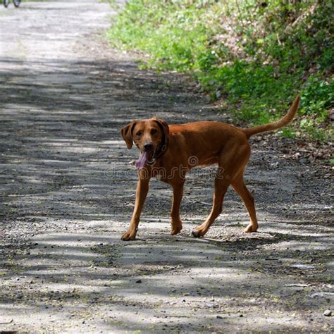 Hunting dog stock photo. Image of vizsla, animal, breed - 115202486