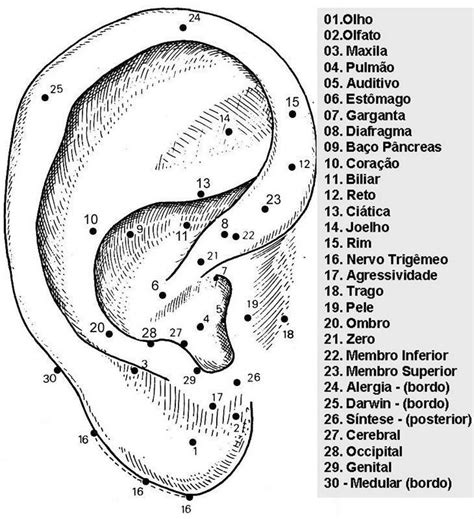 Mapa Auricular Escola Francesa Paul Nogier Acupuntura Massoterapia